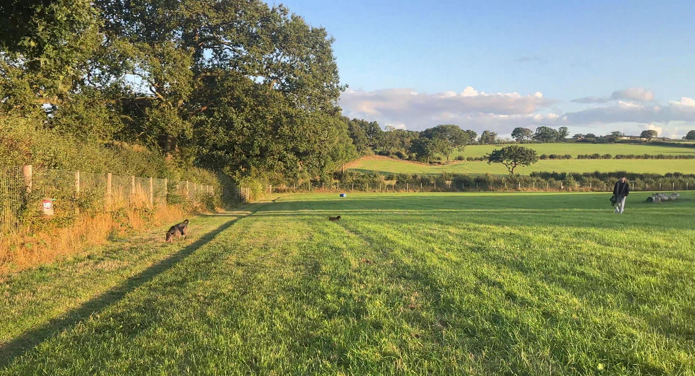Doggy days out